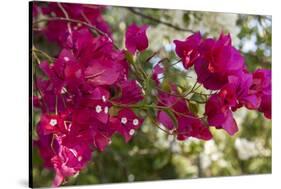 Bougainvillea Flowers, Grand Cayman, Cayman Islands, British West Indies-Lisa S^ Engelbrecht-Stretched Canvas