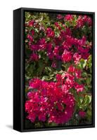Bougainvillea Flowers, Grand Cayman, Cayman Islands, British West Indies-Lisa S^ Engelbrecht-Framed Stretched Canvas