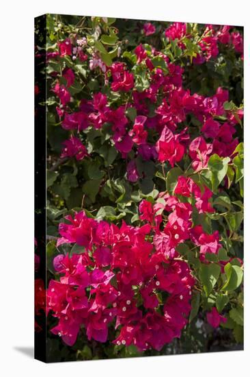 Bougainvillea Flowers, Grand Cayman, Cayman Islands, British West Indies-Lisa S^ Engelbrecht-Stretched Canvas