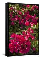 Bougainvillea Flowers, Grand Cayman, Cayman Islands, British West Indies-Lisa S^ Engelbrecht-Framed Stretched Canvas