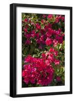 Bougainvillea Flowers, Grand Cayman, Cayman Islands, British West Indies-Lisa S^ Engelbrecht-Framed Photographic Print