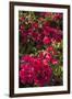 Bougainvillea Flowers, Grand Cayman, Cayman Islands, British West Indies-Lisa S^ Engelbrecht-Framed Photographic Print