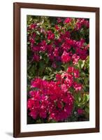 Bougainvillea Flowers, Grand Cayman, Cayman Islands, British West Indies-Lisa S^ Engelbrecht-Framed Photographic Print