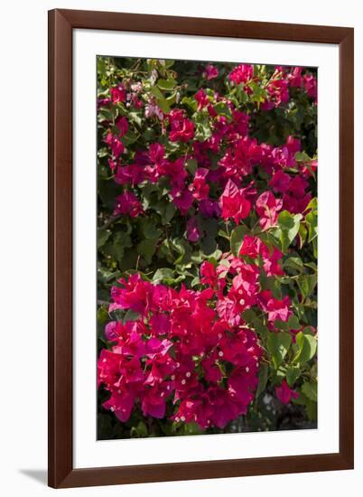 Bougainvillea Flowers, Grand Cayman, Cayman Islands, British West Indies-Lisa S^ Engelbrecht-Framed Photographic Print