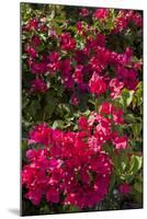 Bougainvillea Flowers, Grand Cayman, Cayman Islands, British West Indies-Lisa S^ Engelbrecht-Mounted Photographic Print