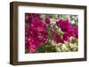 Bougainvillea Flowers, Grand Cayman, Cayman Islands, British West Indies-Lisa S^ Engelbrecht-Framed Photographic Print