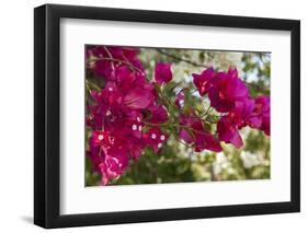 Bougainvillea Flowers, Grand Cayman, Cayman Islands, British West Indies-Lisa S^ Engelbrecht-Framed Photographic Print