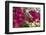 Bougainvillea Flowers, Grand Cayman, Cayman Islands, British West Indies-Lisa S^ Engelbrecht-Framed Photographic Print