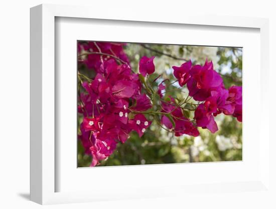 Bougainvillea Flowers, Grand Cayman, Cayman Islands, British West Indies-Lisa S^ Engelbrecht-Framed Photographic Print