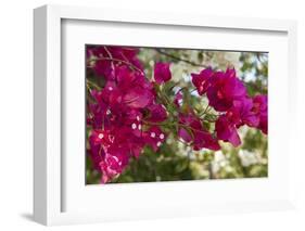 Bougainvillea Flowers, Grand Cayman, Cayman Islands, British West Indies-Lisa S^ Engelbrecht-Framed Photographic Print