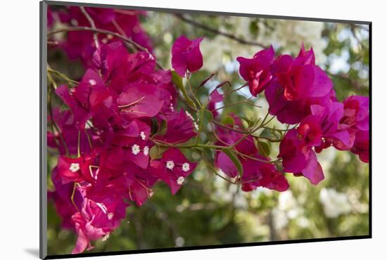 Bougainvillea Flowers, Grand Cayman, Cayman Islands, British West Indies-Lisa S^ Engelbrecht-Mounted Photographic Print