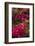 Bougainvillea Flowers, Grand Cayman, Cayman Islands, British West Indies-Lisa S^ Engelbrecht-Framed Photographic Print