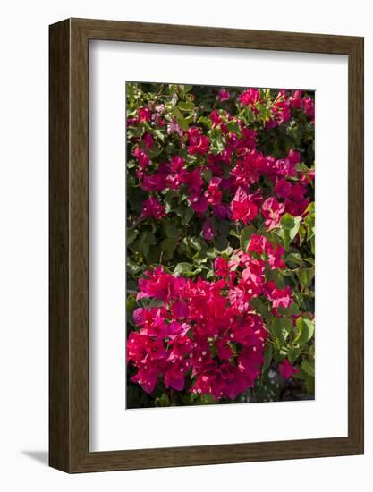 Bougainvillea Flowers, Grand Cayman, Cayman Islands, British West Indies-Lisa S^ Engelbrecht-Framed Photographic Print