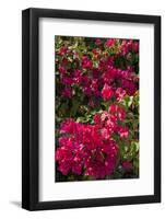 Bougainvillea Flowers, Grand Cayman, Cayman Islands, British West Indies-Lisa S^ Engelbrecht-Framed Photographic Print