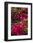 Bougainvillea Flowers, Grand Cayman, Cayman Islands, British West Indies-Lisa S^ Engelbrecht-Framed Photographic Print