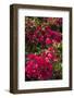 Bougainvillea Flowers, Grand Cayman, Cayman Islands, British West Indies-Lisa S^ Engelbrecht-Framed Premium Photographic Print
