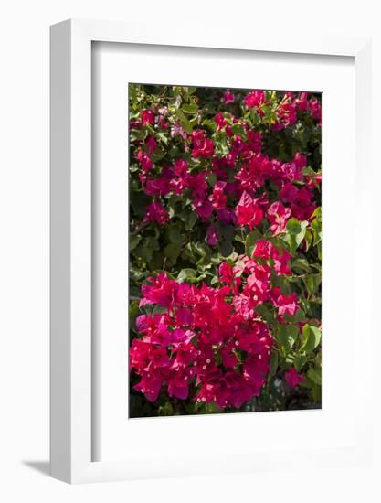 Bougainvillea Flowers, Grand Cayman, Cayman Islands, British West Indies-Lisa S^ Engelbrecht-Framed Premium Photographic Print