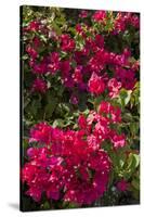 Bougainvillea Flowers, Grand Cayman, Cayman Islands, British West Indies-Lisa S^ Engelbrecht-Stretched Canvas