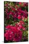 Bougainvillea Flowers, Grand Cayman, Cayman Islands, British West Indies-Lisa S^ Engelbrecht-Stretched Canvas