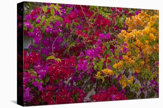 Bougainvillea Flowers, Princess Cays, Eleuthera, Bahamas-Lisa S^ Engelbrecht-Stretched Canvas