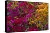 Bougainvillea Flowers, Princess Cays, Eleuthera, Bahamas-Lisa S^ Engelbrecht-Stretched Canvas