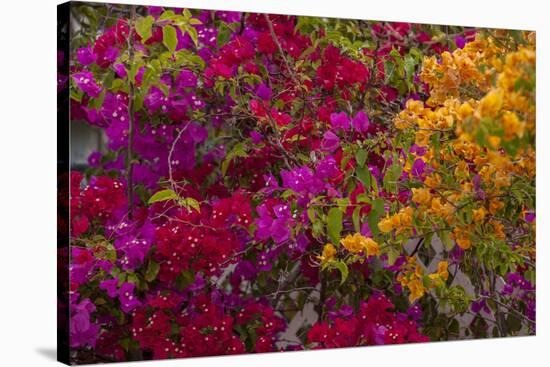 Bougainvillea Flowers, Princess Cays, Eleuthera, Bahamas-Lisa S^ Engelbrecht-Stretched Canvas