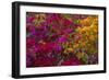 Bougainvillea Flowers, Princess Cays, Eleuthera, Bahamas-Lisa S^ Engelbrecht-Framed Photographic Print