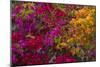 Bougainvillea Flowers, Princess Cays, Eleuthera, Bahamas-Lisa S^ Engelbrecht-Mounted Photographic Print