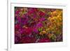 Bougainvillea Flowers, Princess Cays, Eleuthera, Bahamas-Lisa S^ Engelbrecht-Framed Photographic Print