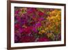 Bougainvillea Flowers, Princess Cays, Eleuthera, Bahamas-Lisa S^ Engelbrecht-Framed Photographic Print