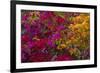 Bougainvillea Flowers, Princess Cays, Eleuthera, Bahamas-Lisa S^ Engelbrecht-Framed Photographic Print