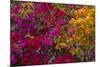 Bougainvillea Flowers, Princess Cays, Eleuthera, Bahamas-Lisa S^ Engelbrecht-Mounted Photographic Print