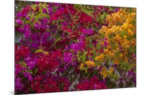 Bougainvillea Flowers, Princess Cays, Eleuthera, Bahamas-Lisa S^ Engelbrecht-Mounted Photographic Print