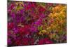 Bougainvillea Flowers, Princess Cays, Eleuthera, Bahamas-Lisa S^ Engelbrecht-Mounted Photographic Print