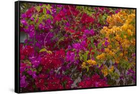 Bougainvillea Flowers, Princess Cays, Eleuthera, Bahamas-Lisa S^ Engelbrecht-Framed Stretched Canvas