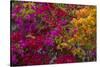 Bougainvillea Flowers, Princess Cays, Eleuthera, Bahamas-Lisa S^ Engelbrecht-Stretched Canvas