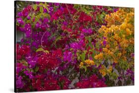 Bougainvillea Flowers, Princess Cays, Eleuthera, Bahamas-Lisa S^ Engelbrecht-Stretched Canvas