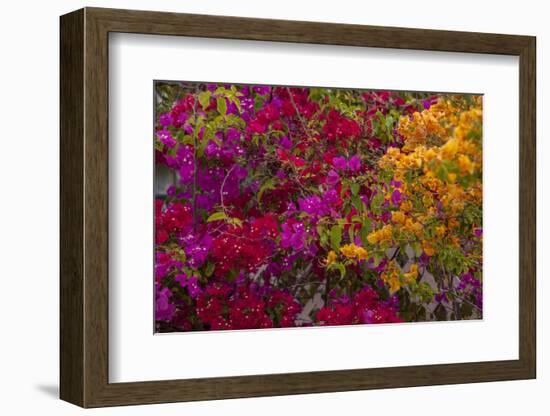 Bougainvillea Flowers, Princess Cays, Eleuthera, Bahamas-Lisa S^ Engelbrecht-Framed Photographic Print
