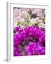 Bougainvillea Flowers, San Miguel De Allende, Guanajuato State, Mexico-Julie Eggers-Framed Photographic Print