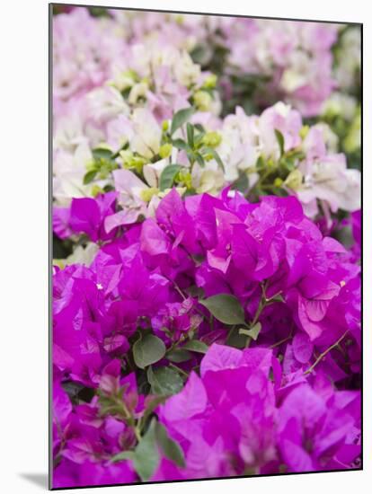 Bougainvillea Flowers, San Miguel De Allende, Guanajuato State, Mexico-Julie Eggers-Mounted Photographic Print