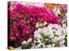 Bougainvillea Flowers, San Miguel De Allende, Guanajuato State, Mexico-Julie Eggers-Stretched Canvas