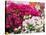 Bougainvillea Flowers, San Miguel De Allende, Guanajuato State, Mexico-Julie Eggers-Stretched Canvas