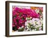 Bougainvillea Flowers, San Miguel De Allende, Guanajuato State, Mexico-Julie Eggers-Framed Photographic Print