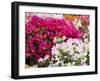 Bougainvillea Flowers, San Miguel De Allende, Guanajuato State, Mexico-Julie Eggers-Framed Photographic Print