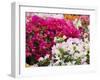 Bougainvillea Flowers, San Miguel De Allende, Guanajuato State, Mexico-Julie Eggers-Framed Photographic Print