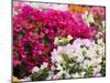 Bougainvillea Flowers, San Miguel De Allende, Guanajuato State, Mexico-Julie Eggers-Mounted Photographic Print