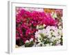 Bougainvillea Flowers, San Miguel De Allende, Guanajuato State, Mexico-Julie Eggers-Framed Photographic Print