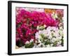 Bougainvillea Flowers, San Miguel De Allende, Guanajuato State, Mexico-Julie Eggers-Framed Photographic Print