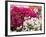Bougainvillea Flowers, San Miguel De Allende, Guanajuato State, Mexico-Julie Eggers-Framed Photographic Print