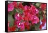 Bougainvillea Flowers-Johnny Greig-Framed Stretched Canvas